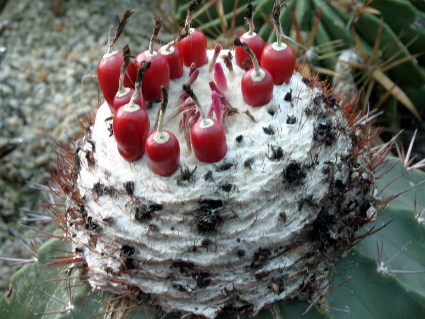 앵명운 Melocactus azureus