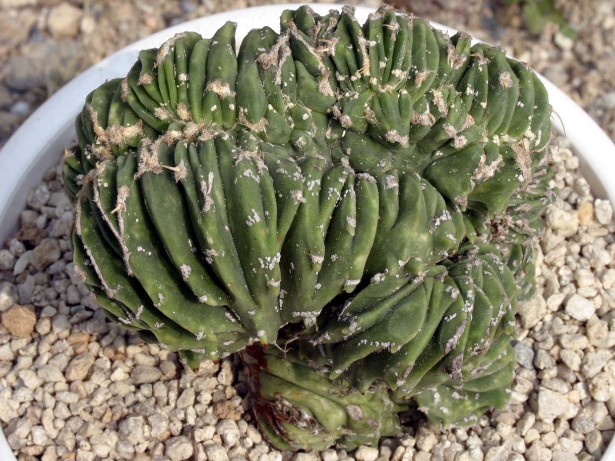 청반야 철화 Astrophytum glabrescens cristata