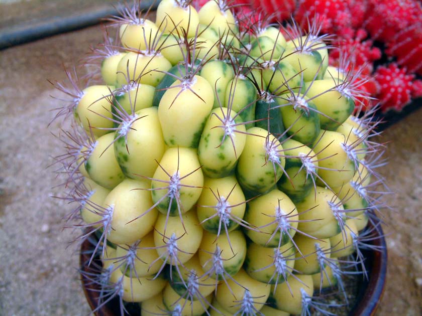 신천지금(新天地錦, Gymnocalycium saglionis variegata)