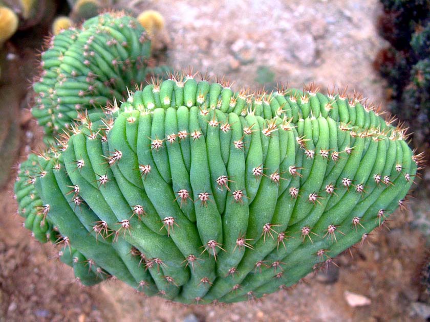 대릉주 철화(大稜柱) Echinopsis macrogona cristata)